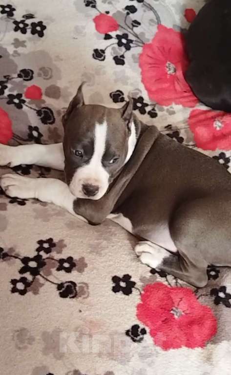 Собаки в Москве: Шикарный голубой мальчик Мальчик, 120 000 руб. - фото 4