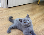 Кошки в Москве: Британцы котенок Мальчик, 100 000 руб. - фото 1