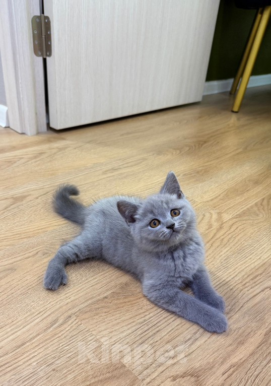 Кошки в Москве: Британцы котенок Мальчик, 100 000 руб. - фото 1