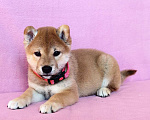 Собаки в Москве: Сиба ину. Мальчик. Мальчик, 50 000 руб. - фото 4