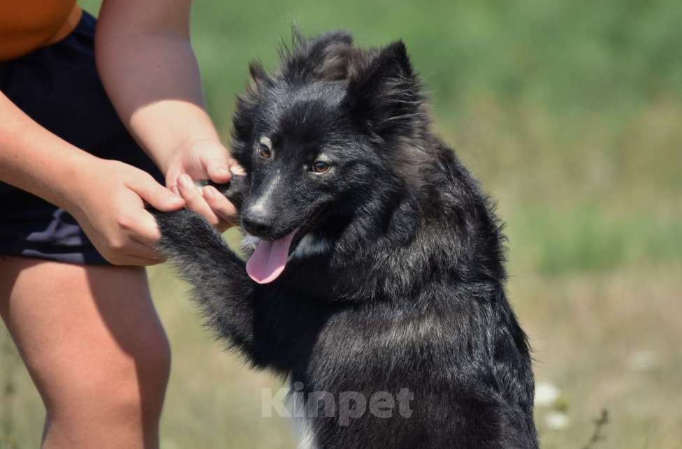 Собаки в Москве: Ненецкая оленегонная лайка. Кобель YUYDI. Мальчик, 50 000 руб. - фото 6
