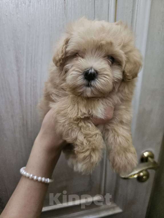 Собаки в Москве: Мальтипу микро Мальчик, 110 000 руб. - фото 1