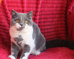 Кошки в Магнитогорске: Quelle Marshmallow  Девочка, Бесплатно - фото 3
