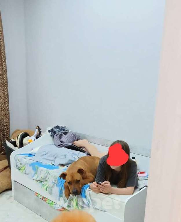 Собаки в других городах Кировской области: Стаффордширский терьер Мальчик, Бесплатно - фото 2