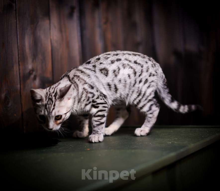 Кошки в Москве: Бенгальский котенок серебро Мальчик, Бесплатно - фото 9
