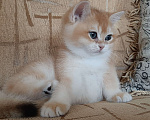 Кошки в Махачкале: Милый мальчик  Мальчик, 35 000 руб. - фото 2