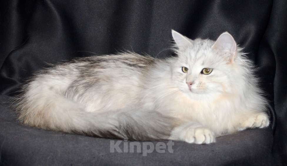 Кошки в Тюмени: Сибирский котёнок Девочка, 15 000 руб. - фото 5