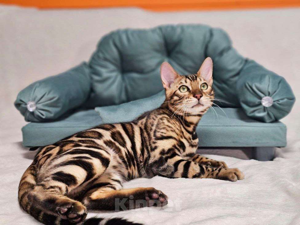 Кошки в Москве: Бенгальский котёнок Леон Мальчик, 25 000 руб. - фото 4
