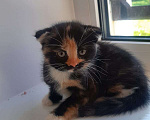 Кошки в Гатчине: Котята метисы от вислоухой шотландской Девочка, 1 500 руб. - фото 2