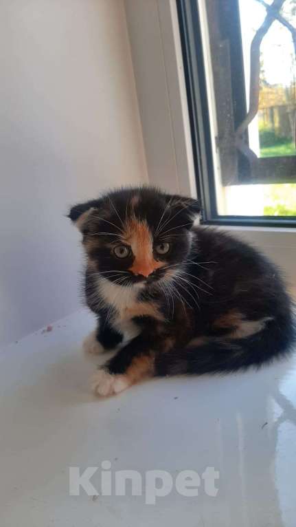 Кошки в Гатчине: Котята метисы от вислоухой шотландской Девочка, 1 500 руб. - фото 2