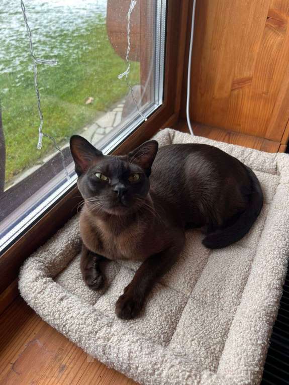 Кошки в Москве: Пропал котик в Былово русская усадьба  Мальчик, 10 000 руб. - фото 2