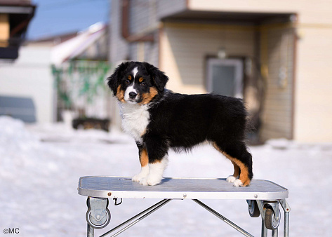 Продается девочка миниаусси