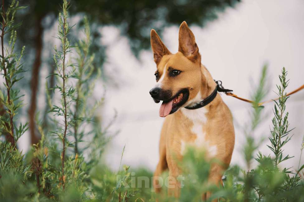 Собаки в Москве: Альфа Девочка, Бесплатно - фото 3