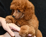 Собаки в Долгопрудном: Пуделя щенок  миниатюрный рыжий  КВИККИ  Мальчик, 100 000 руб. - фото 3
