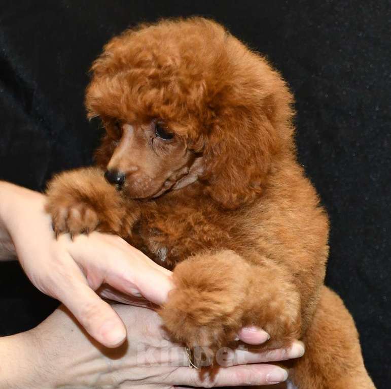 Собаки в Долгопрудном: Пуделя щенок  миниатюрный рыжий  КВИККИ  Мальчик, 100 000 руб. - фото 3