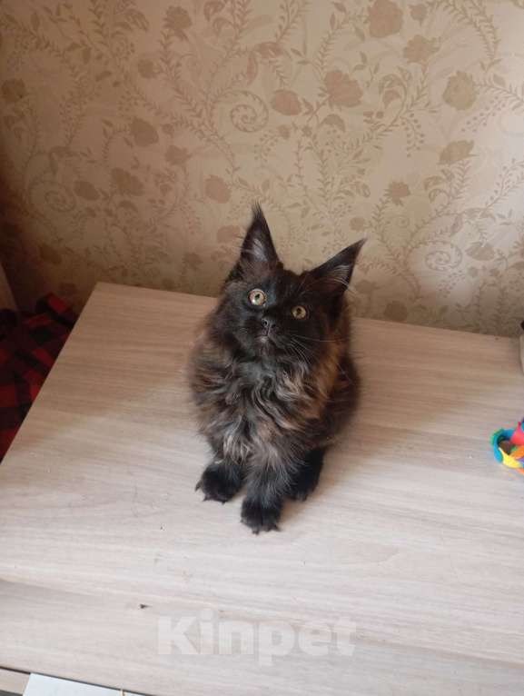 Кошки в Екатеринбурге: Продам котёнка  Мальчик, Бесплатно - фото 2