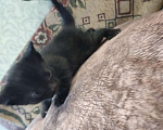 Кошки в Перми: Мальчик. Котенок Мальчик, Бесплатно - фото 3