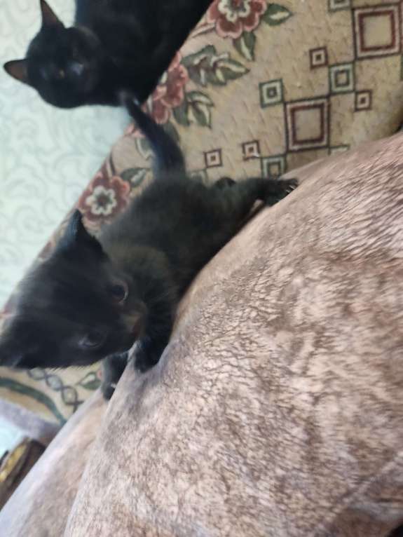 Кошки в Перми: Мальчик. Котенок Мальчик, Бесплатно - фото 3