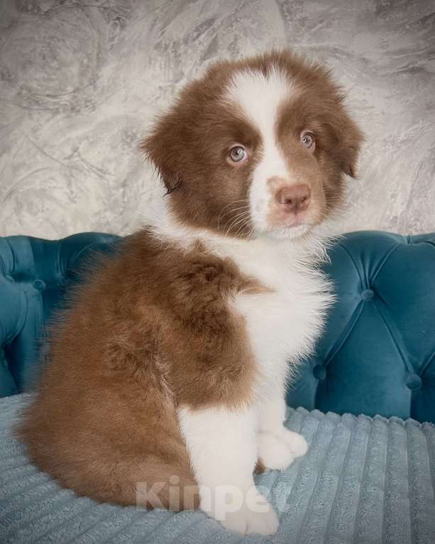 Собаки в Ростове-на-Дону: Щенок Мальчик, 60 000 руб. - фото 4