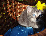 Кошки в Санкт-Петербурге: Малыш котенок 5 недель Мальчик, 200 руб. - фото 5