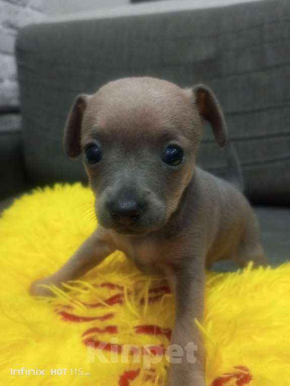 Собаки в Фролово: Девочка тойчик Девочка, 8 000 руб. - фото 3