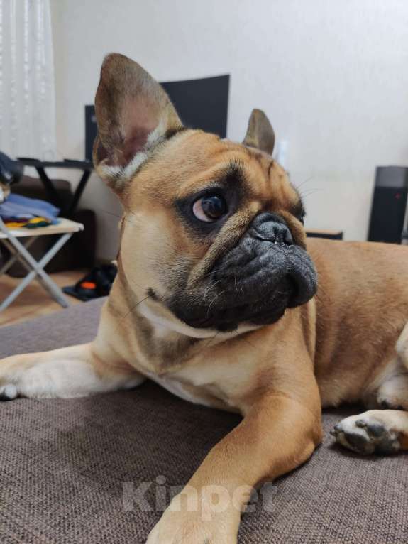 Собаки в Подольске: Французский бульдог кобель 6 лет в добрые руки  Мальчик, Бесплатно - фото 5