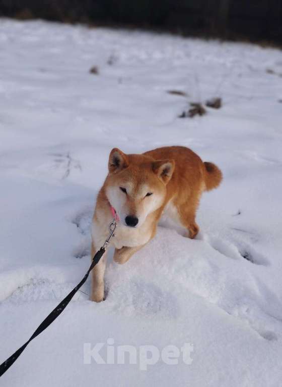 Собаки в Москве: Девочка-сиба в добрые руки Девочка, Бесплатно - фото 6