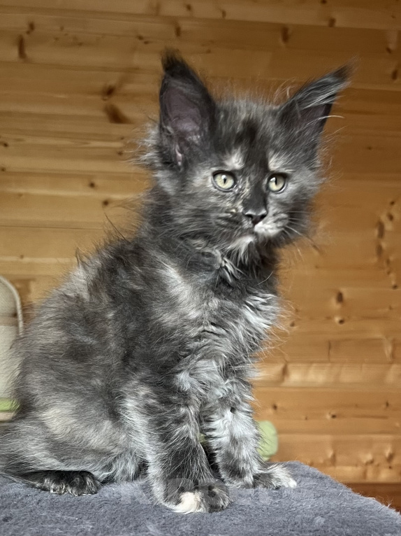 Кошки в других городах Московской области: Котята Девочка, 50 000 руб. - фото 1