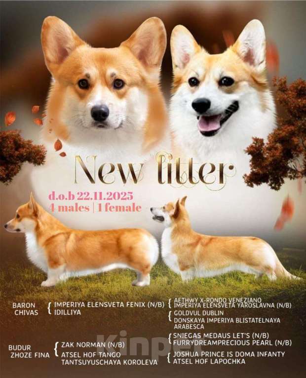 Собаки в Ростове-на-Дону: Продам щенков Вельш-корги Пемброк  Мальчик, 50 000 руб. - фото 6