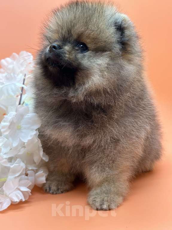 Собаки в Санкт-Петербурге: Крепкая девочка  Девочка, 35 000 руб. - фото 3