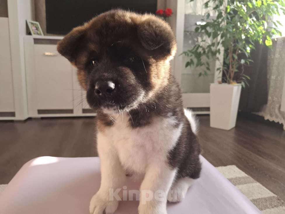 Собаки в Москве: Щенок американской акиты  Мальчик, 50 000 руб. - фото 5