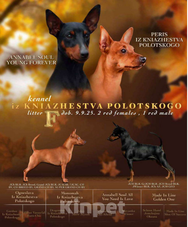 Собаки в Санкт-Петербурге: Щенок цвергпинчера  Девочка, 60 000 руб. - фото 3