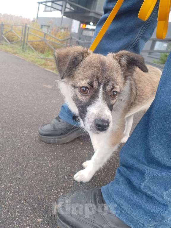 Собаки в Санкт-Петербурге: Маленькая ласковая собачка, 5 месяцев Девочка, Бесплатно - фото 8