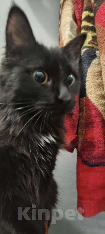 Кошки в Перми: Котёнок в добрые руки Девочка, Бесплатно - фото 3