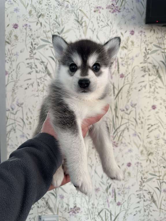 Собаки в других городах Архангельской области: Помски мальчик Мальчик, Бесплатно - фото 1