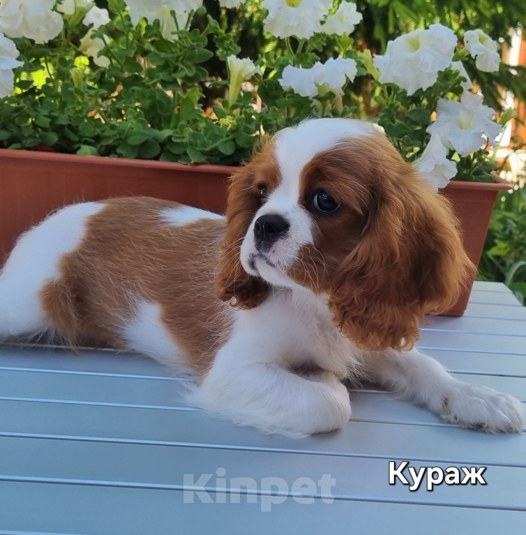 Собаки в Сергиеве Посаде: Кавалер Кинг Чарльз Спаниель Мальчик, 80 000 руб. - фото 5