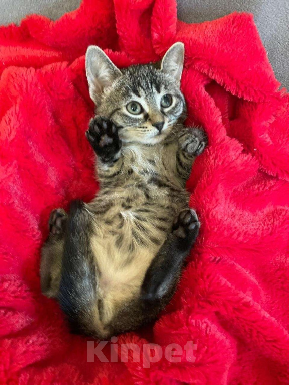 Кошки в Санкт-Петербурге: Малютка Томочка Девочка, Бесплатно - фото 1