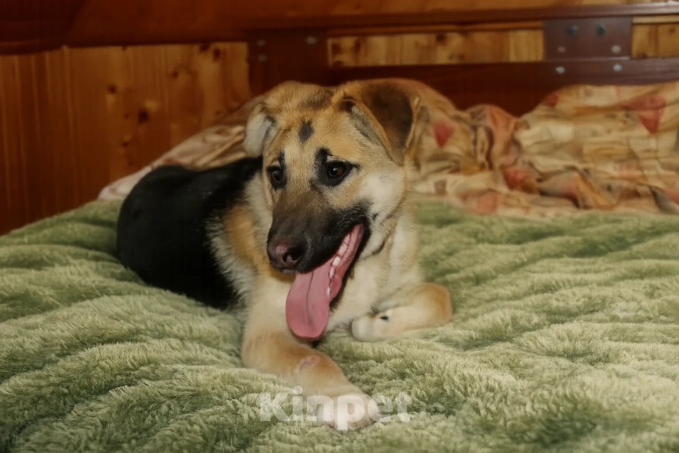 Собаки в Химках: красивая девочка Герда ждет хозяина в приюте Девочка, Бесплатно - фото 2