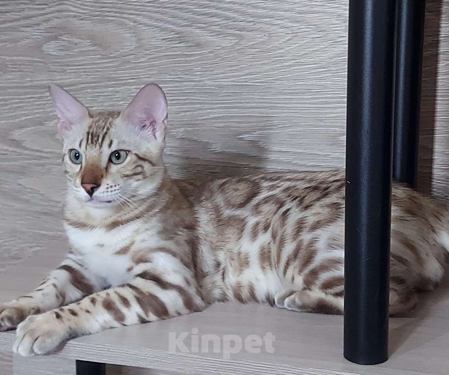 Кошки в Москве: Бенгальские котята  Мальчик, Бесплатно - фото 5