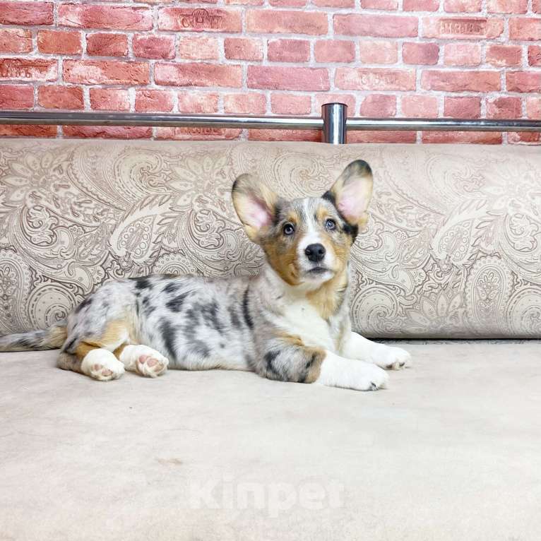 Собаки в Москве: Щенки вельш-корги кардиган Мальчик, Бесплатно - фото 7