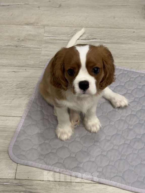 Собаки в Владимире: Щенки Кавалер Кинг Чарльз Спаниеля РКФ Мальчик, 75 000 руб. - фото 10