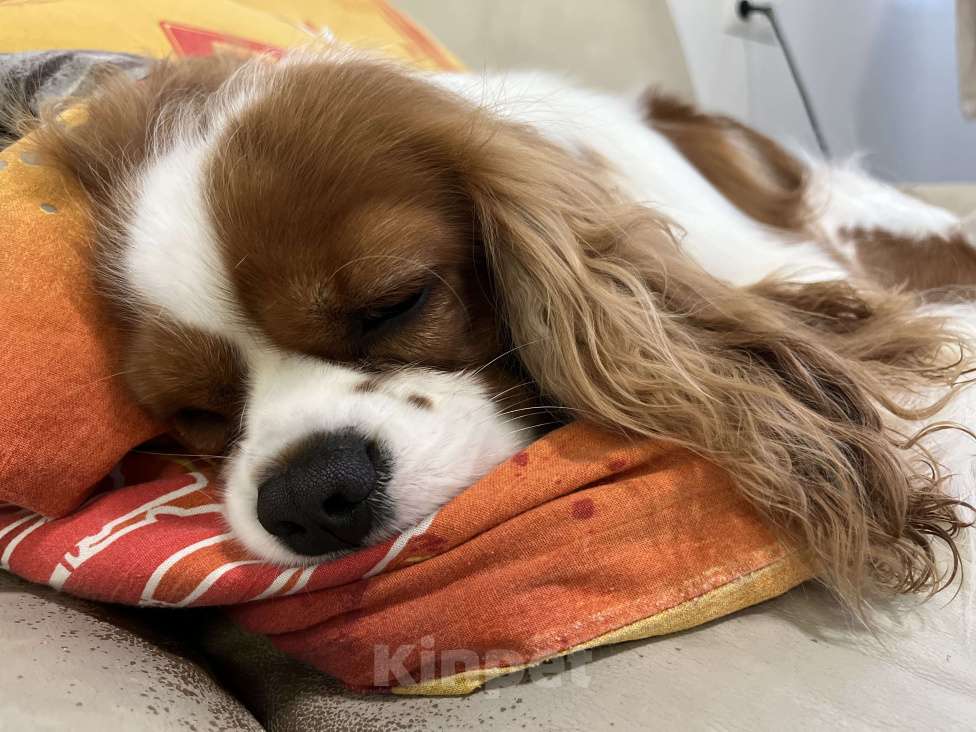 Собаки в Томске: ИЩЕТСЯ НЕВЕСТА для замечательного кавалера!  вязка кавалер кинг чарльз спаниэль Мальчик, Бесплатно - фото 7