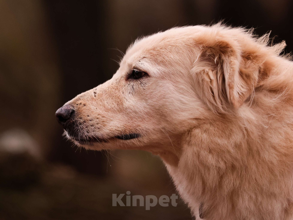 Собаки в Москве: Золотистый ретривер в добрые руки Девочка, Бесплатно - фото 7