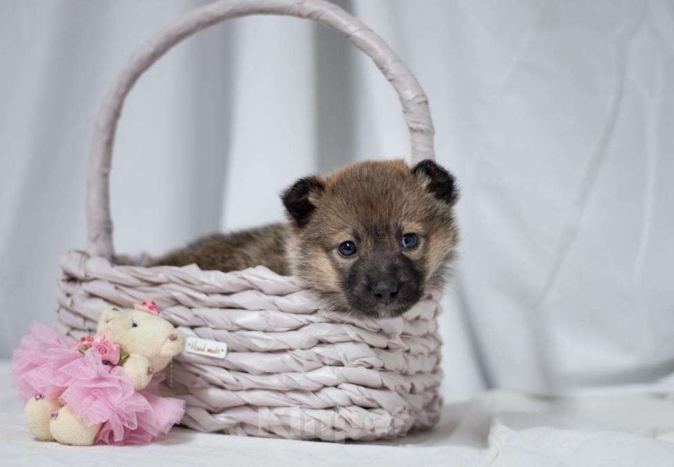 Собаки в Ногинске: Щенок девочка в поиске семьи Девочка, Бесплатно - фото 3