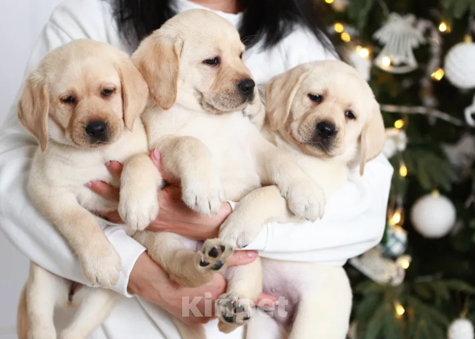 Собаки в Москве: Палевые щенки Лабрадора  Девочка, 18 000 руб. - фото 4