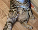 Кошки в Мур: Кот вязка, 1 руб. - фото 5