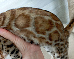 Кошки в Миассе: Бенгальский котенок Алёша Попович Мальчик, 35 000 руб. - фото 3