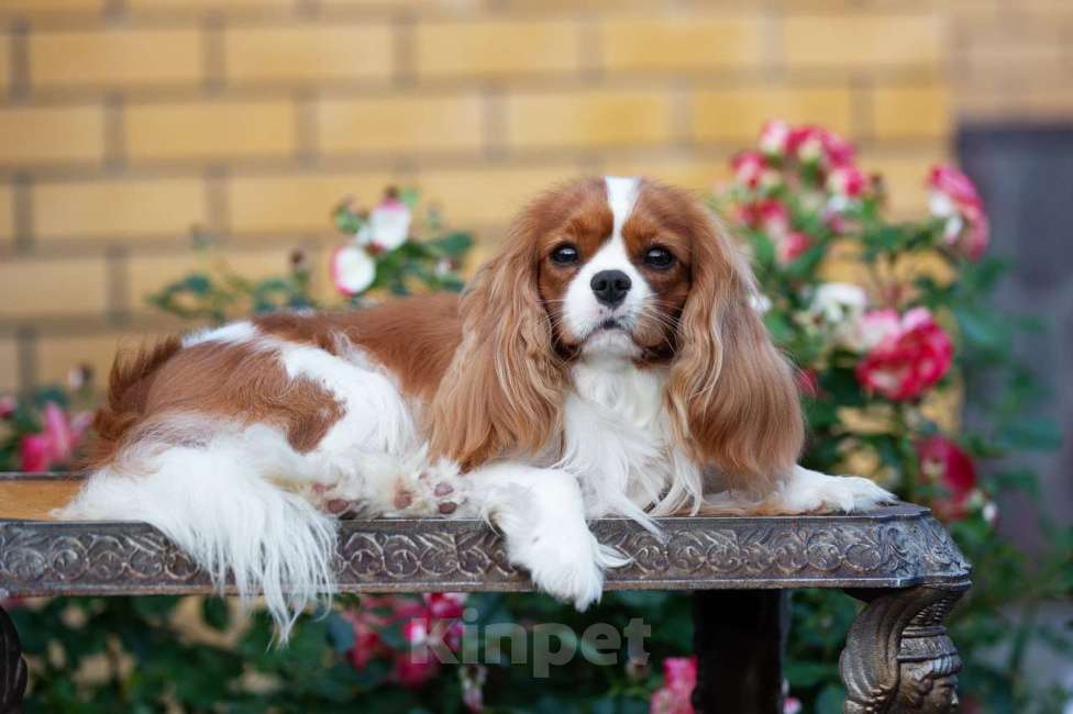 Собаки в Нижнем Новгороде: Шикарный кавалер на вязку Мальчик, 40 000 руб. - фото 3