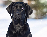 Собаки в Оренбурге: Щенок Лабрадора Девочка, 50 000 руб. - фото 2