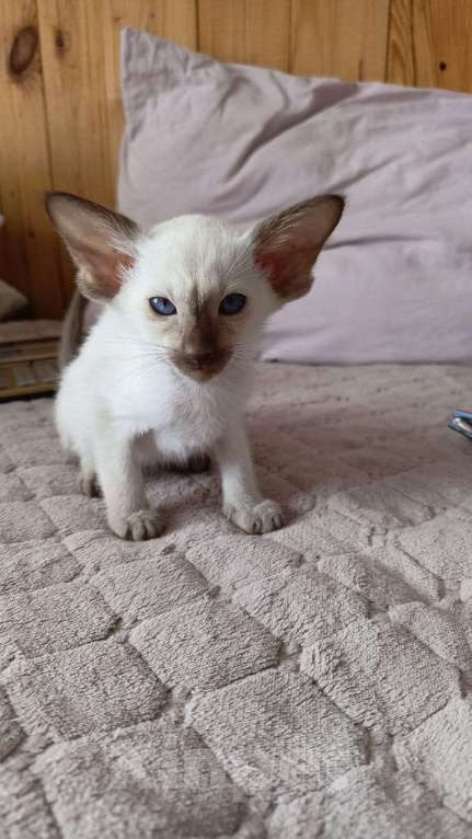 Кошки в Новороссийске: Ориентальная кошка Мальчик, 50 000 руб. - фото 2